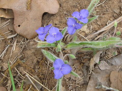 Tradescantia subacaulis