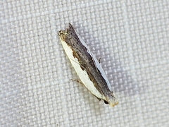 Dichomeris serrativittella