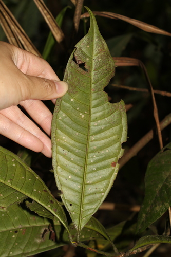 Syzygium pachyphyllum