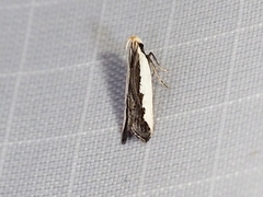 Dichomeris serrativittella