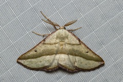 Drepanogynis admiranda