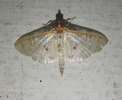 Palpita annulifer
