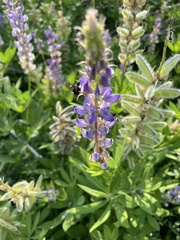 Lupinus meionanthus
