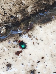 Kuschelina gibbitarsa