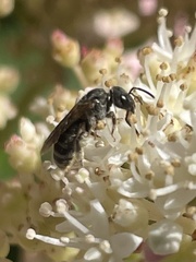 Hemihalictus