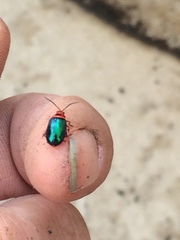 Kuschelina gibbitarsa