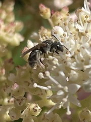Hemihalictus