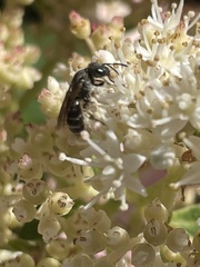 Hemihalictus