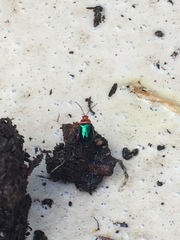 Kuschelina gibbitarsa