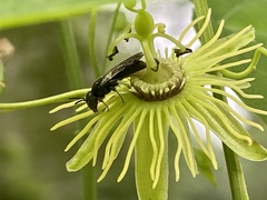 Protandrena passiflorae