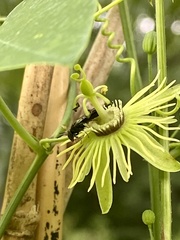 Protandrena passiflorae