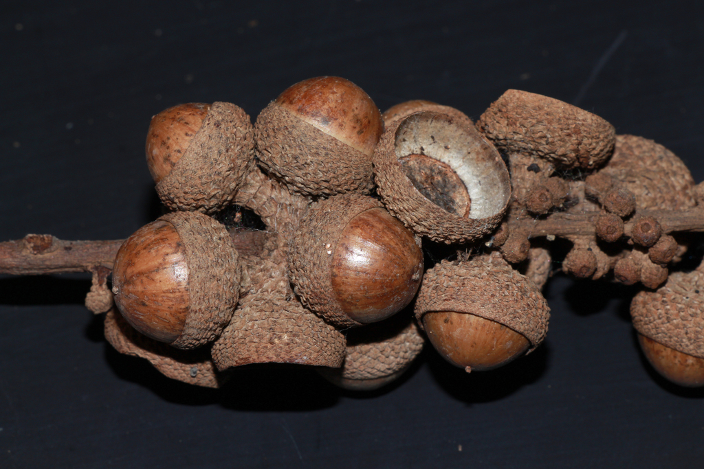 Lithocarpus elegans (Lithocarpus elegans)