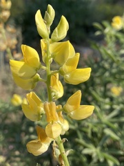 Lupinus croceus croceus