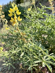 Lupinus croceus croceus