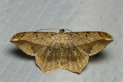 Chiasmia simplicilinea