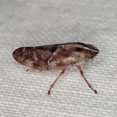 Aphrophora saratogensis