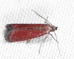 Varneria postremella