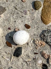 Phalaenoptilus nuttallii