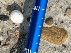 Phalaenoptilus nuttallii