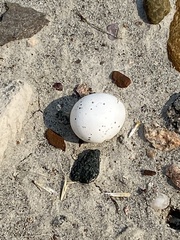 Phalaenoptilus nuttallii