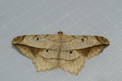 Chiasmia simplicilinea