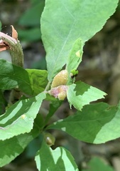 Phylloxera williamsi