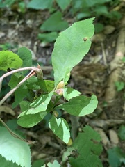 Phylloxera williamsi