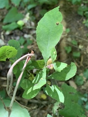 Phylloxera williamsi