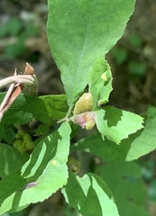 Phylloxera williamsi