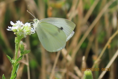 Pieris rapae
