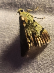 Epipaschia superatalis