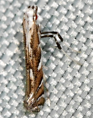 Leucospilapteryx venustella