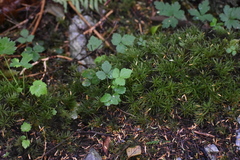Coptis trifolia