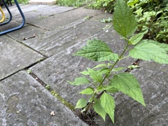 Ageratina altissima