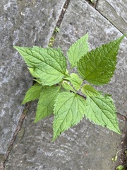Ageratina altissima