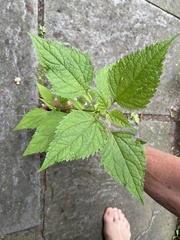 Ageratina altissima