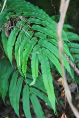 Menisciopsis penangiana
