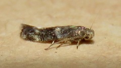 Elachista illectella