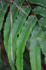 Menisciopsis penangiana