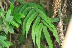 Menisciopsis penangiana