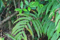 Menisciopsis penangiana