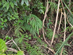 Menisciopsis penangiana