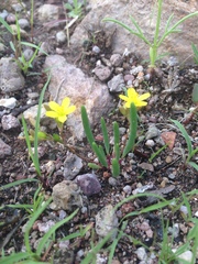 Phemeranthus parvulus