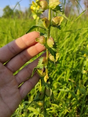Rhinanthus