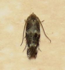 Elachista illectella