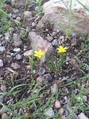 Phemeranthus parvulus