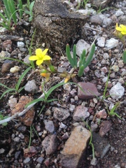 Phemeranthus parvulus