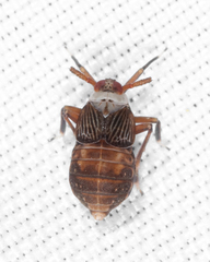 Pissonotus aphidioides