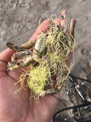 Ovalipes trimaculatus