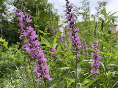 Lythrum salicaria